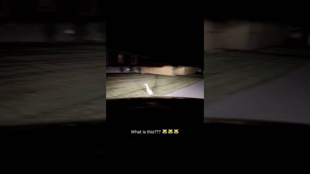 Baby dinosaur caught on cam in Tampa Florida!!! YouTube