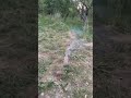 💥 Whistling Firework Rocket – Çıtalı Füze | Loud Whistle & Sky Explosion | Shorts