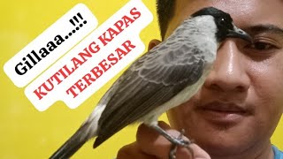 REVIEW KUTILANG KAPAS TERBESAR YANG SAYA MILIKI | Ciri-ciri dan karakteristik nya