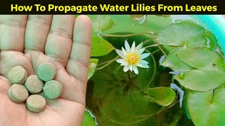 How To Grow Water Lily From Leaves/ पत्तियों से पानी लिली लगाना सीखें