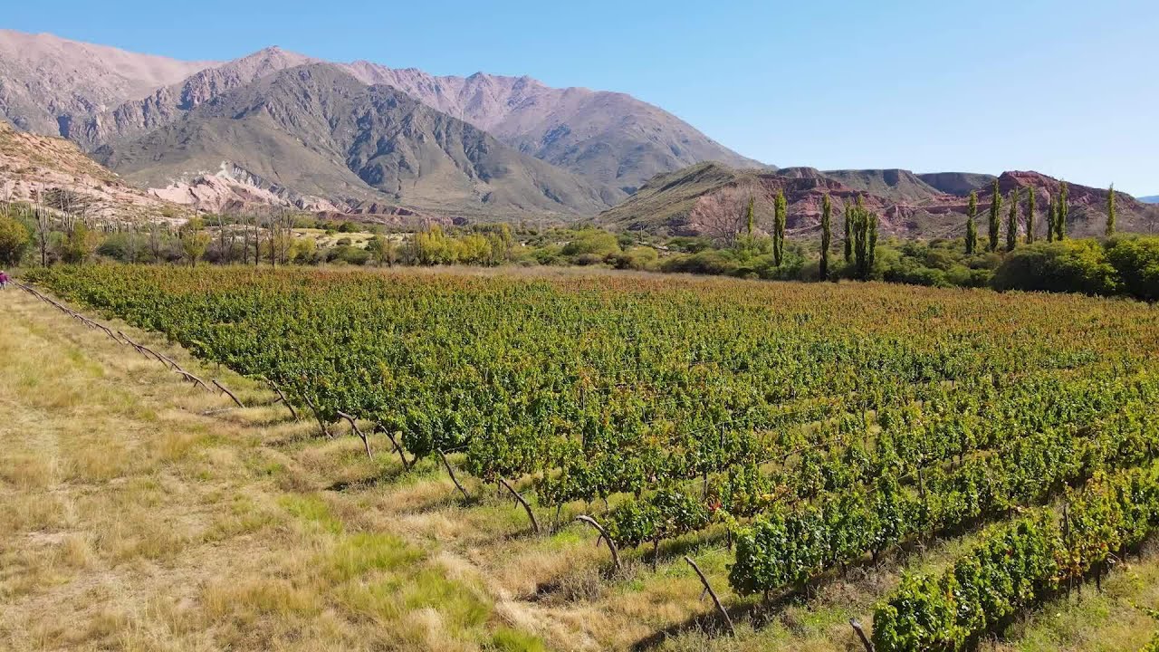 One of the best Malbec's from the world, *high altitud Malbec* from Salta, 🇦🇷 Argentina!!