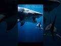 Megalodon: The Ocean’s Giant Hunter
