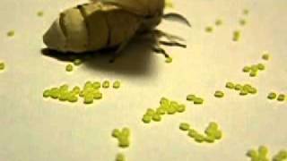 Silk Moth lays eggs　カイコガの産卵