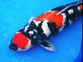 Koi show in Uonumasi 2015 魚沼市 品評会