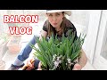  balcon vlog  plantations de printemps potager fleurs updates rosiers semis 