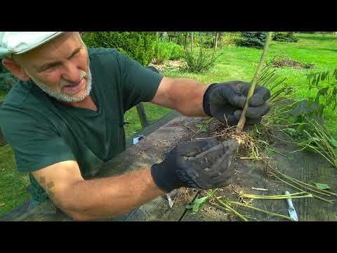Wideo: Dzielenie floksów: jak i kiedy dzielić floks w ogrodzie