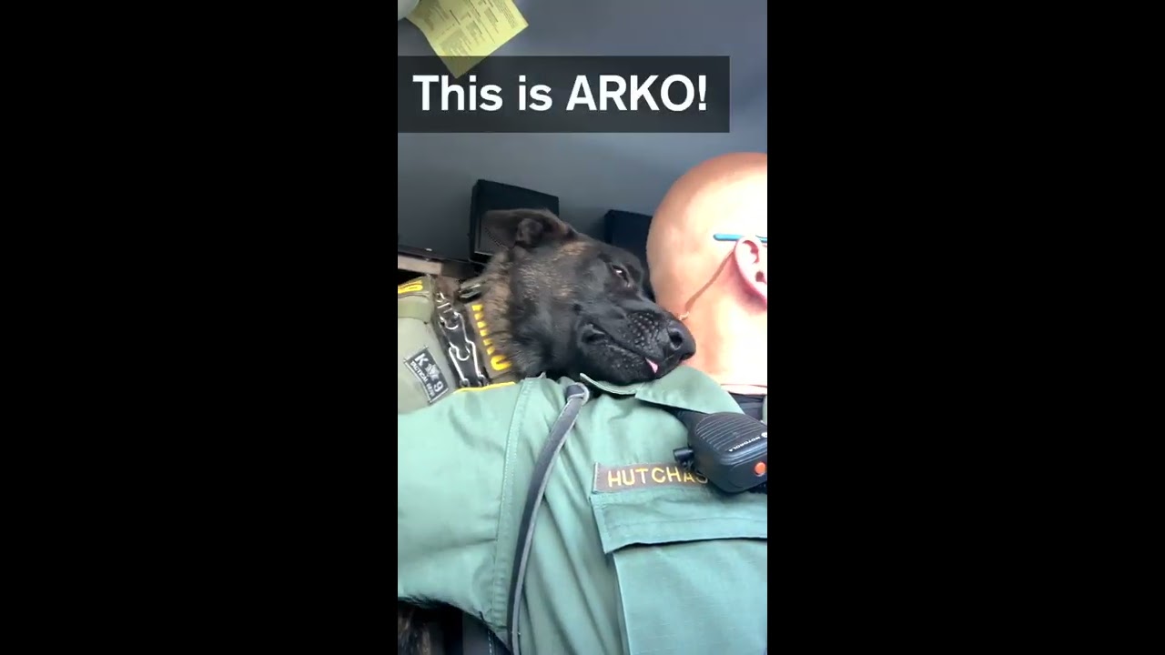 K9 ARKO Loves Catching Bad Guys 