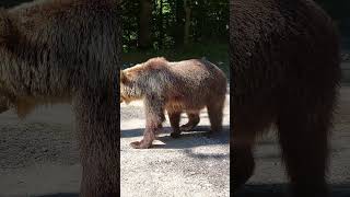 Mother bear wandering around #bears #bear #romania