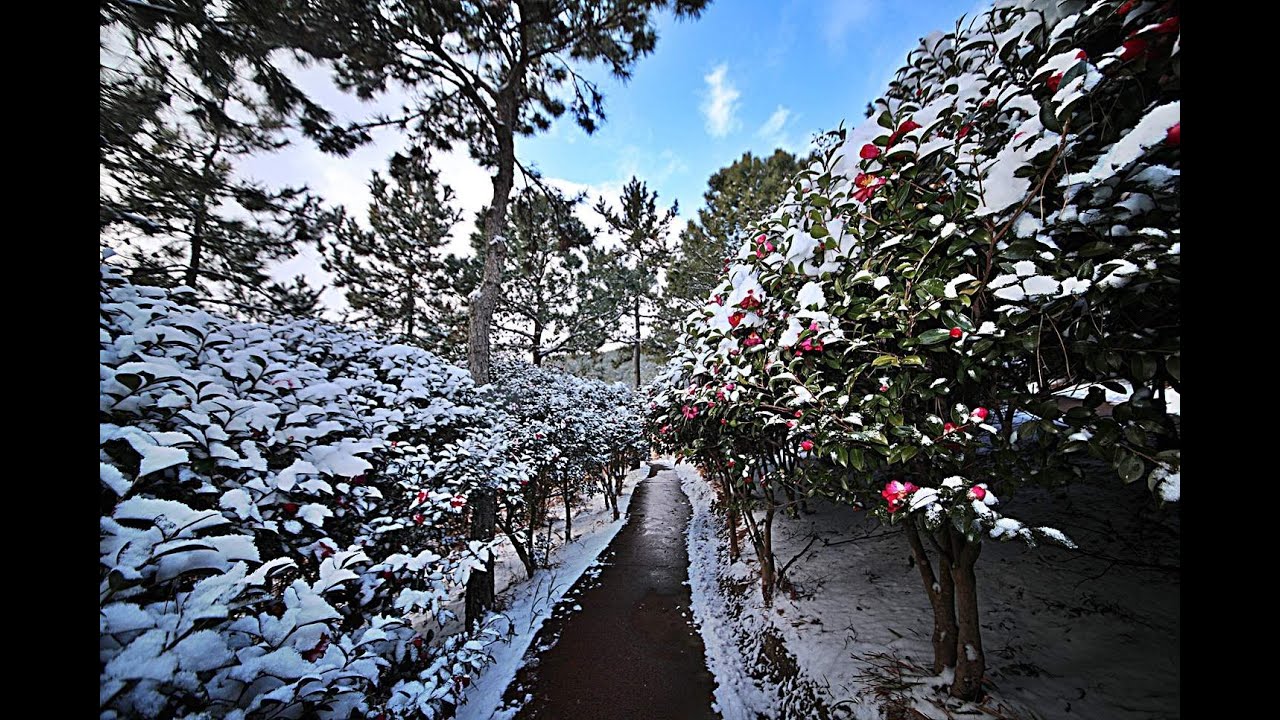 천사섬 분재정원 애기동백꽃