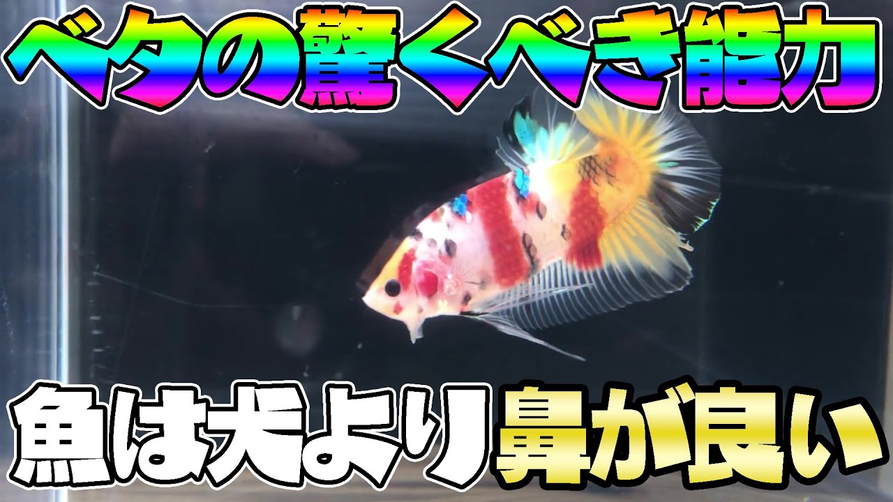 ベタの餌選びにとても大切！？ベタの嗅覚について【ベタ飼育】 - YouTube