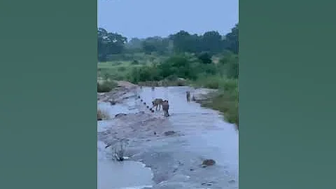 Lion Pride Crossing River