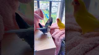 Do you know what this parrot's behavior means? #birds #parrot #parrots #pets #shorts