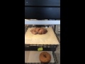 BIZARRE ENCOUNTERS A DOUGHNUT..