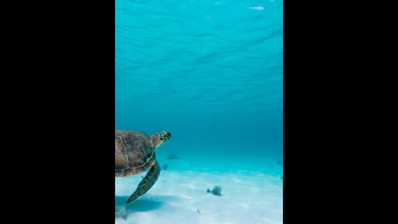 Calming Quote For Peace Of Mind Relieve Stress And Anxiety 