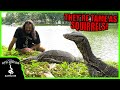 GIANT WATER MONITORS ARE LIKE SQUIRRELS IN THIS BANGKOK PARK!