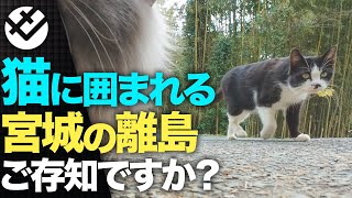 【ぼっち旅】猫が100匹以上住む島が天国だった  田代島