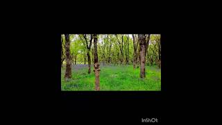 Camas In Bloom #salemoregon #dronevideo #marioncounty #willamettevalley #camas #flowers #oregon