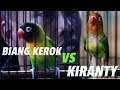 Lovebird Biang Kerok