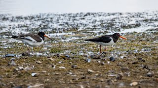 Кулики-сороки: молодой и взрослый. Haematopus ostralegus. Птицы Беларуси.