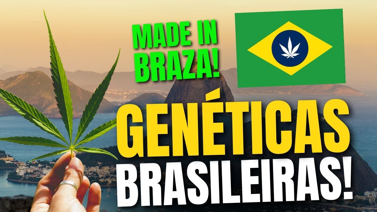 GENÉTICAS BRASILEIRAS MAIS LENDÁRIAS da História (Top 6 Strains Brasileiras)
