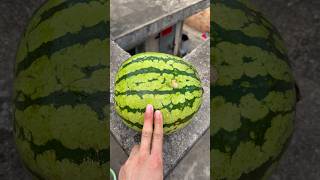 Experiment: Will a watermelon explode if it rolls down a tall building? 🍉💥#shorts
