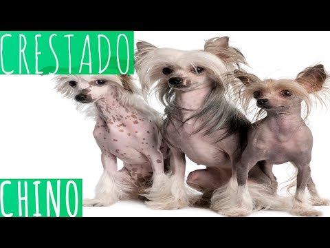Video: Cómo Cuidar A Un Perro Crestado Chino