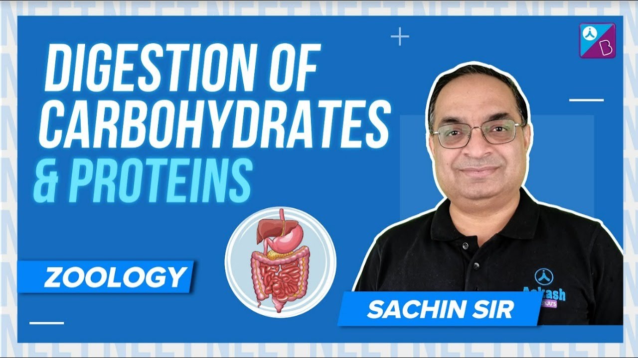 Digestion of Carbohydrates & Proteins Digestion & Absorption Class 11