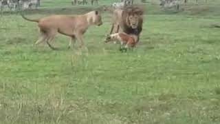 Lions vs maasai dog