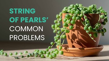SUCCULENT CARE TIPS | COMMON PROBLEMS OF STRING OF PEARLS | SENECIO ROWLEYANUS (#stringofpearls)