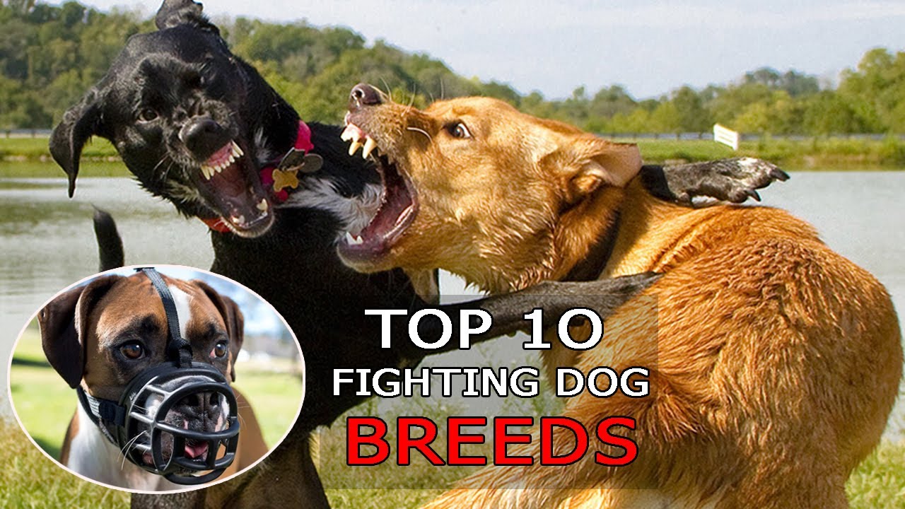 top 10 dog fight