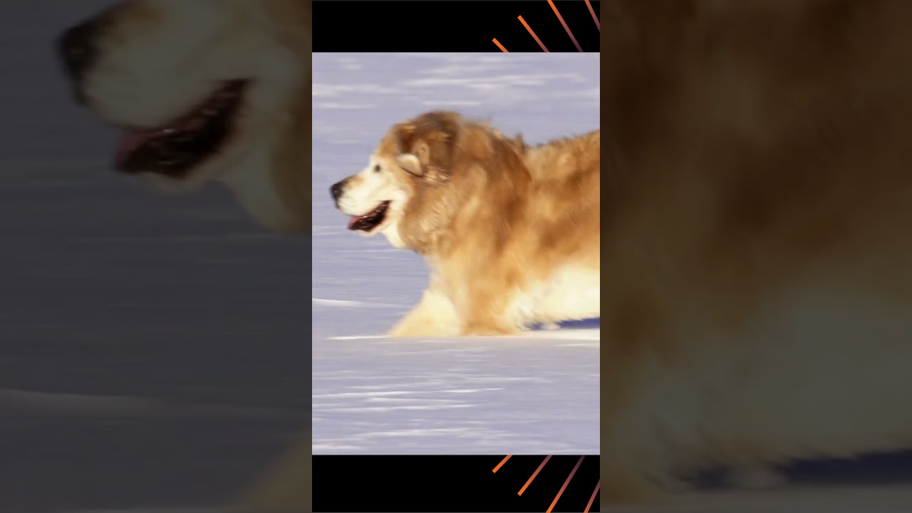 “How to Prepare Your Dog for Cold-Weather Adventures!”. 