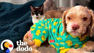 Dog Who Survived a House Fire Gets the Fresh Start He Deserves | The Dodo