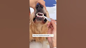 Pet Toothbrush Pen 🦷✨️  #brushingteeth #dogteeth #dogproducts #dogs #168