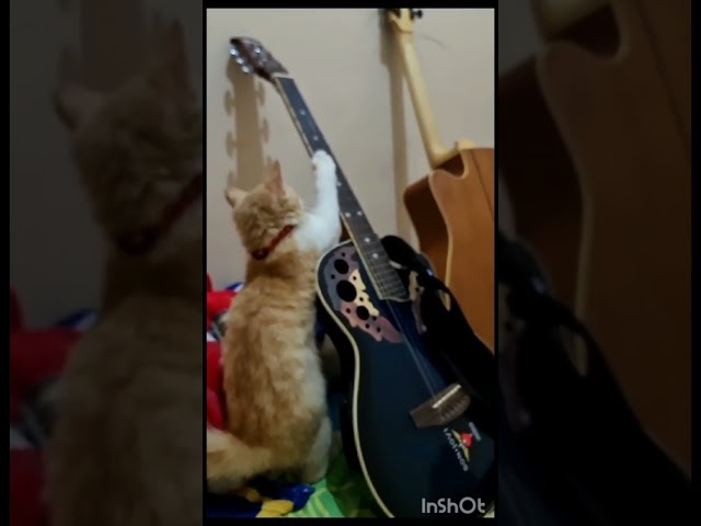 #Meu0026MyCats 41 #TalentedCat. A cat and a guitar 😀😀👍 class=