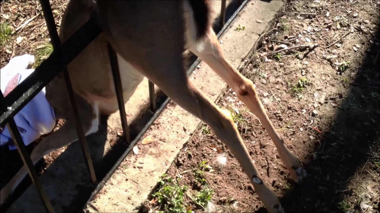 Adolescent deer stuck in my fence. - YouTube