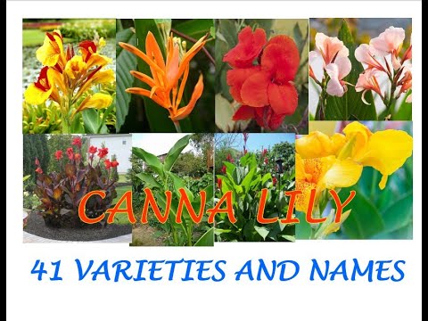 CANNA LILY 41 varieties and names