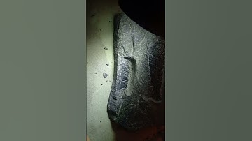 Fossil Preparation | Osteolepis (Devonian Fleshy Finned Fish)