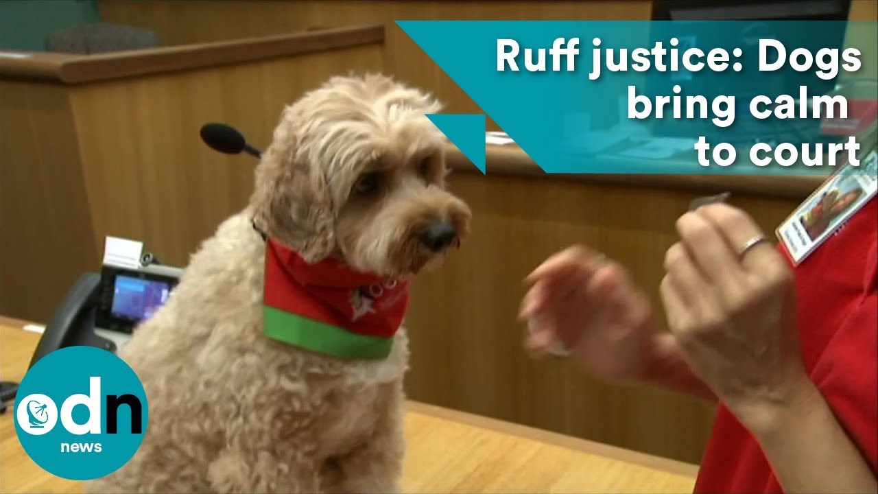 Ruff justice Dogs bring calm to court YouTube
