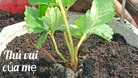 Chia sẻ cách trồng cây dâu tây khi mới mua về