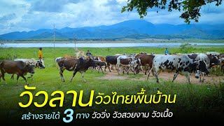 เลี้ยงวัวไทยพื้นบ้าน สร้างรายได้ 3 ทาง วัวลาน วัวสวยงาม วัวเนื้อ