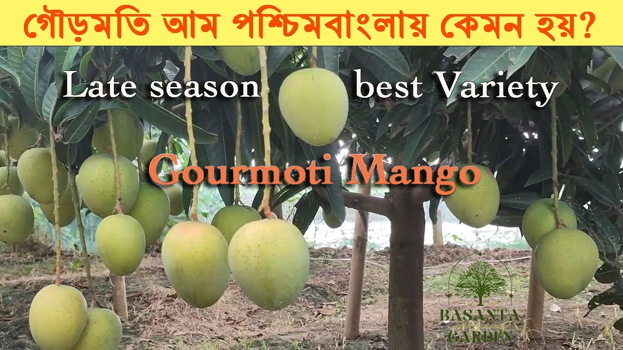 গৌড়মতি আম | Gourmoti mango plant in west bengal | best late variety mango #fruit #mango #mangocrop