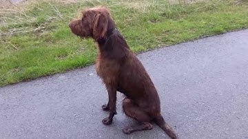 Pudelpointer Maximilian at 10mths