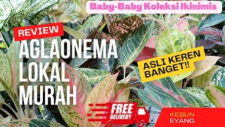 BUNGA AGLONEMA !!! BABY AGLAONEMA KOLEKSI LENGKAP DAN EKONOMIS HARGA SUKA SUKA OWNER