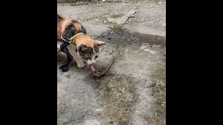 cat fights with gecko