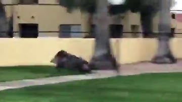 Run Javelina Run