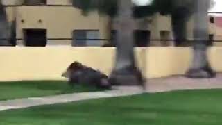 Run Javelina Run