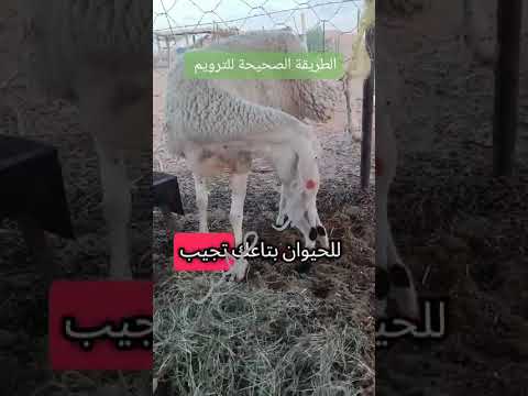 من بين اهم المشاكل لي راح تواجهك في القطيع هي رفض الام ارضاع ولدها الجديد