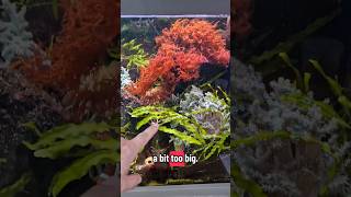 Huge macroalgae #aquarium #fishtank #saltwateraquarium #reeftank #aquascape