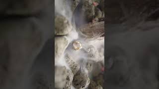 Manual asap by vape 💨😆 #diyhacks #creativevideo #cinematic #smoke #weddingring #videoediting