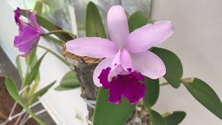 Cattleya intermedia, March 2024